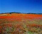 northern cape