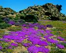 northern cape namaqualand 2