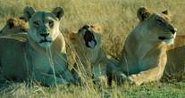 lions