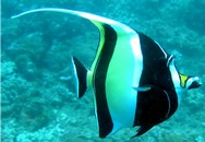 voyage, s�jour, vacances en Afrique du Sud