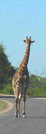 voyage, s�jour, vacances en afrique du sud