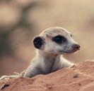 voyages, s�jours, vacances en afrique du sud