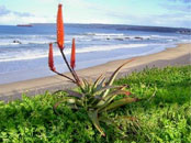 Voyage, s�jour, vacances en afrique du sud