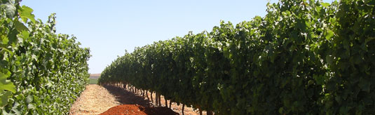 voyage en afrique du sud, sur la route des vins