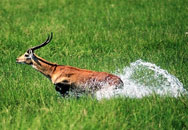 voyage, s�jour, vacances au Botswana