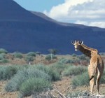 voyages en namibie : partir � la d�couverte du Damaraland