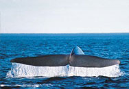 voyage, s�jour, vacances au canada