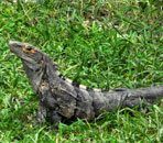 voyage, s�jour, vacances au costa rica