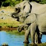 voyage Afrique du Sud