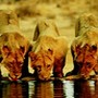 voyage Botswana