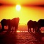 voyage Botswana